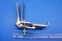 Carstens Speculum Vaginal Graves Stainless Steel 6