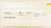 Boston Scientific 175265 Percuflex Plus Ureteral Stent 6F x 30cm (x)