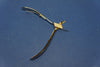 Miltex Nipper Ingrown Toenail 5inch Length