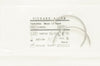 Richard-Allan 216701 Mayo Catgut 1/2 Circle Taperpoint 0.056 x 1.969inch (x)