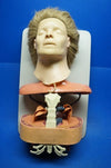 Asmund S.Laerdal Anatomical Training Anne, Manikin Female Anatomic