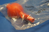 Fisherbrand 13-681-51 Safety Pipette Filter